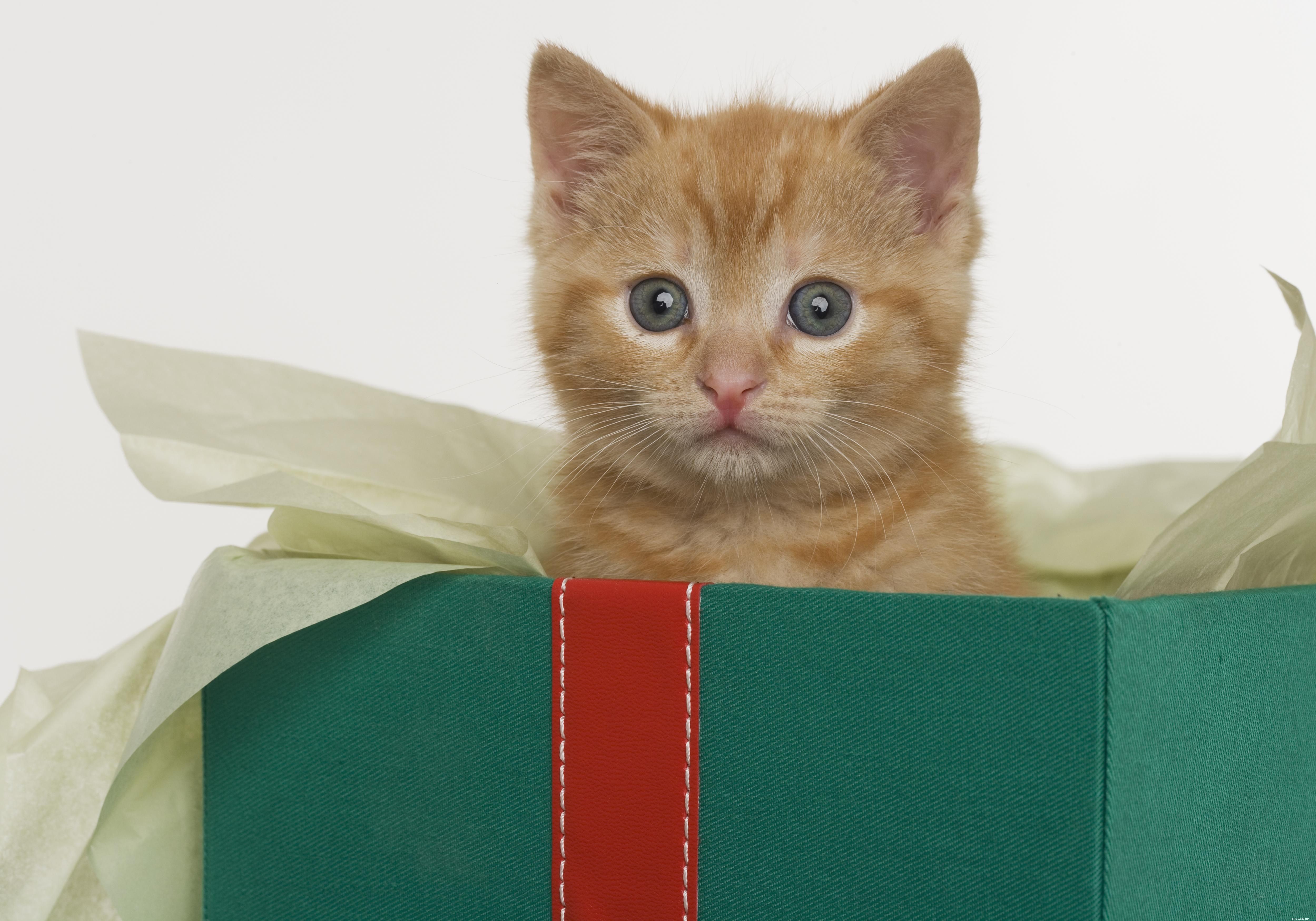 10 vánočních bezpečnostních tipů pro kočky
