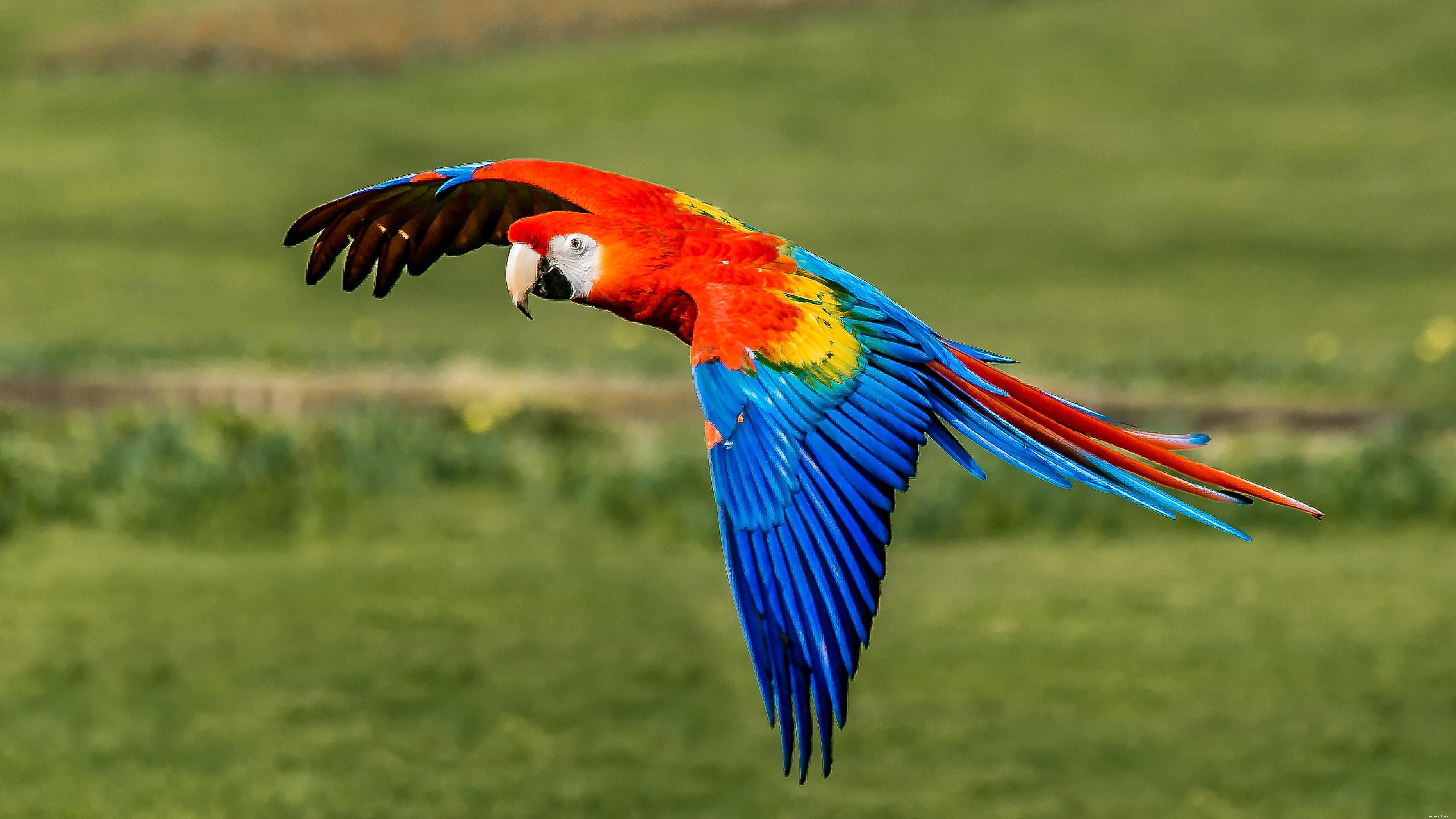 8 papagaios de estimação mais falantes