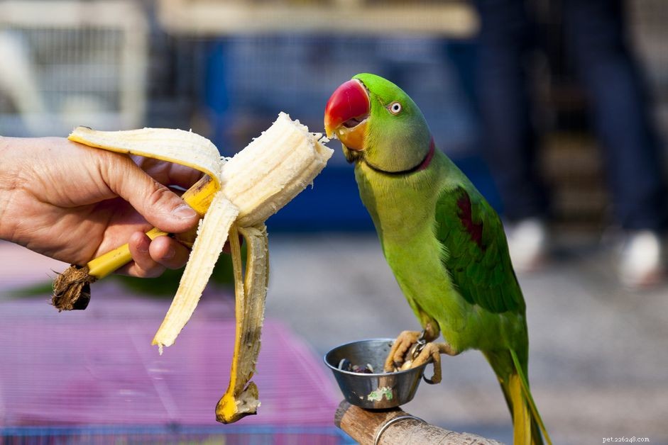 Aves de companhia e alimentos humanos:alimentos naturais para pássaros