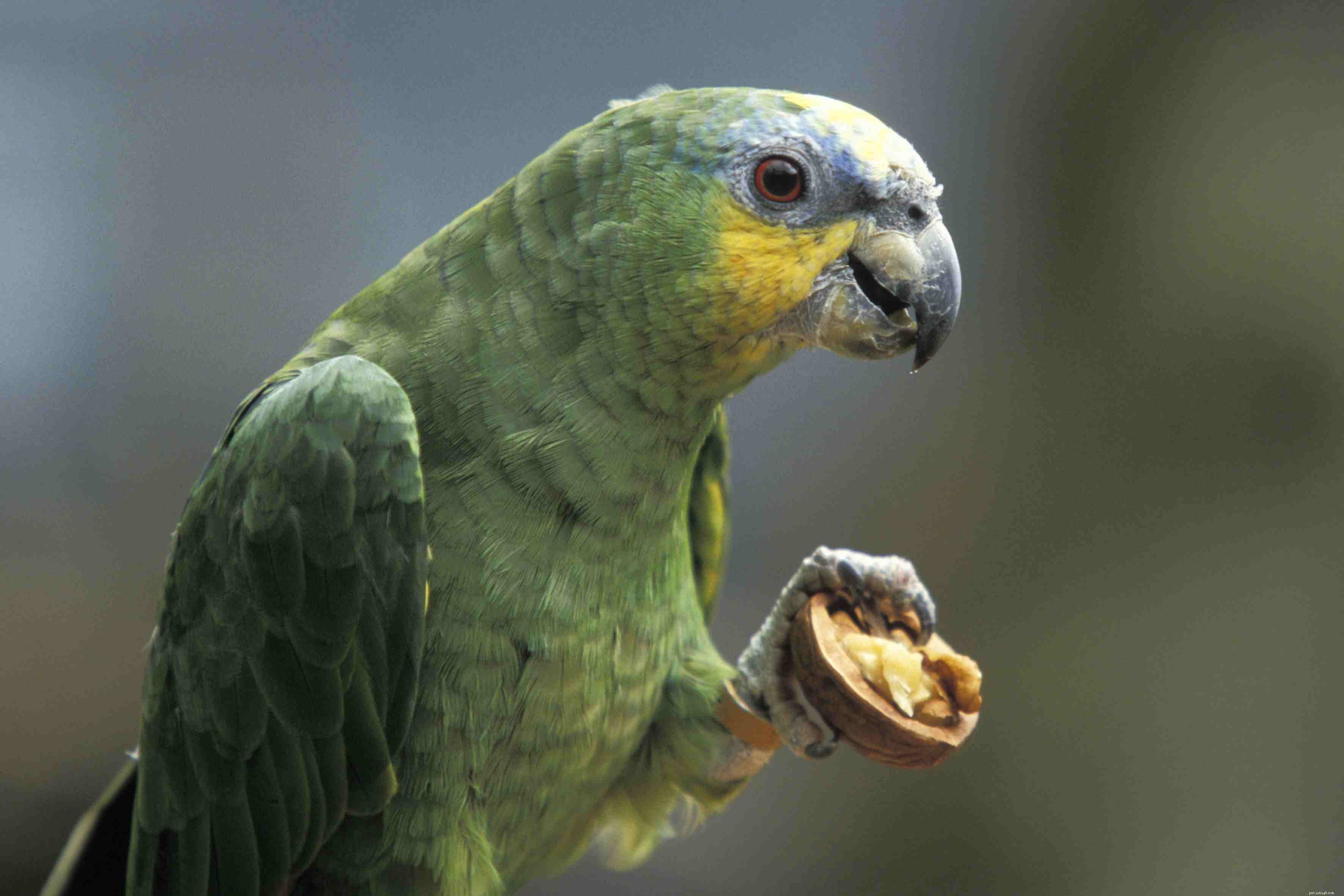 8 papagaios de estimação mais falantes