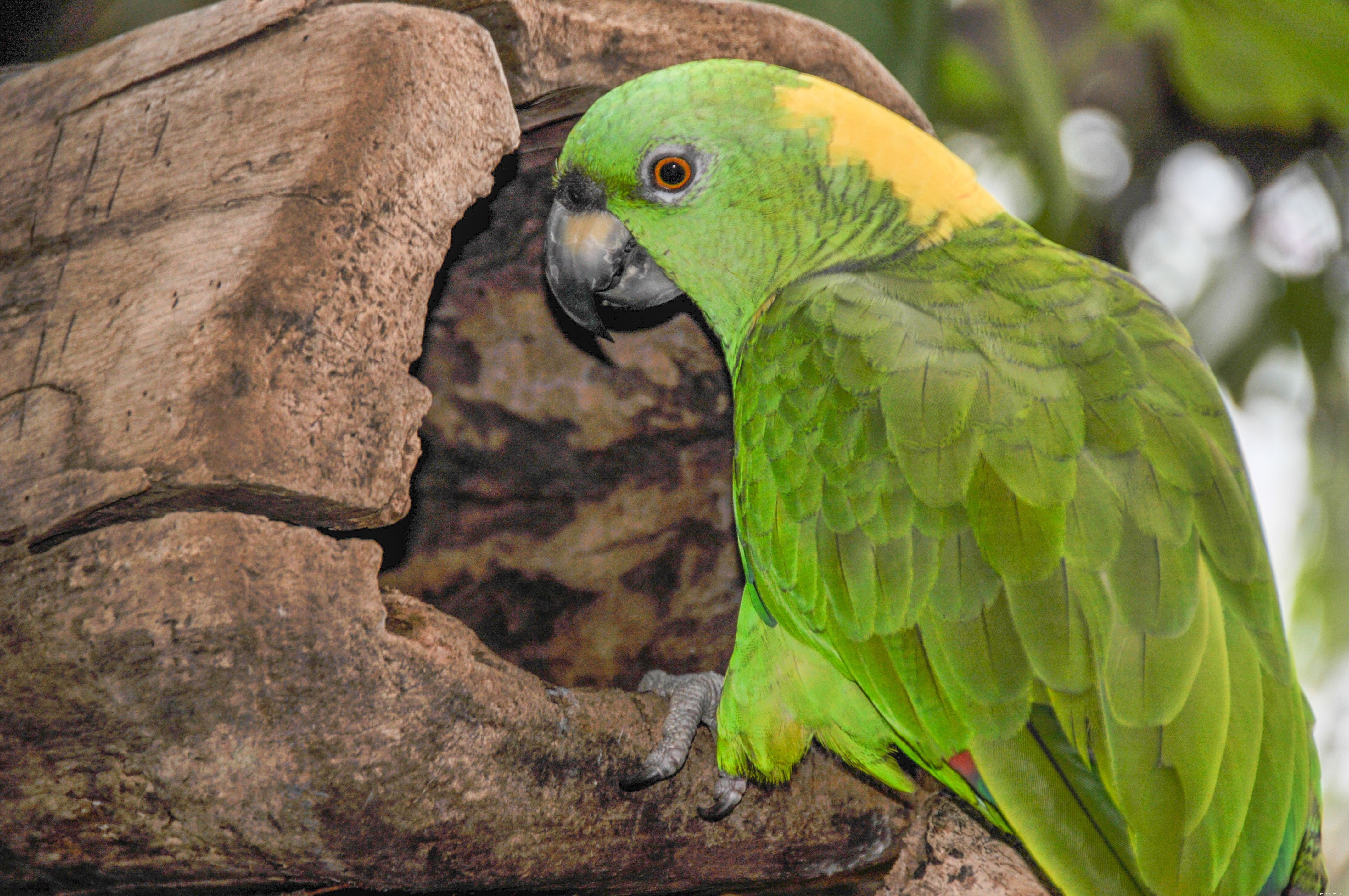 Gli 8 migliori pappagalli parlanti