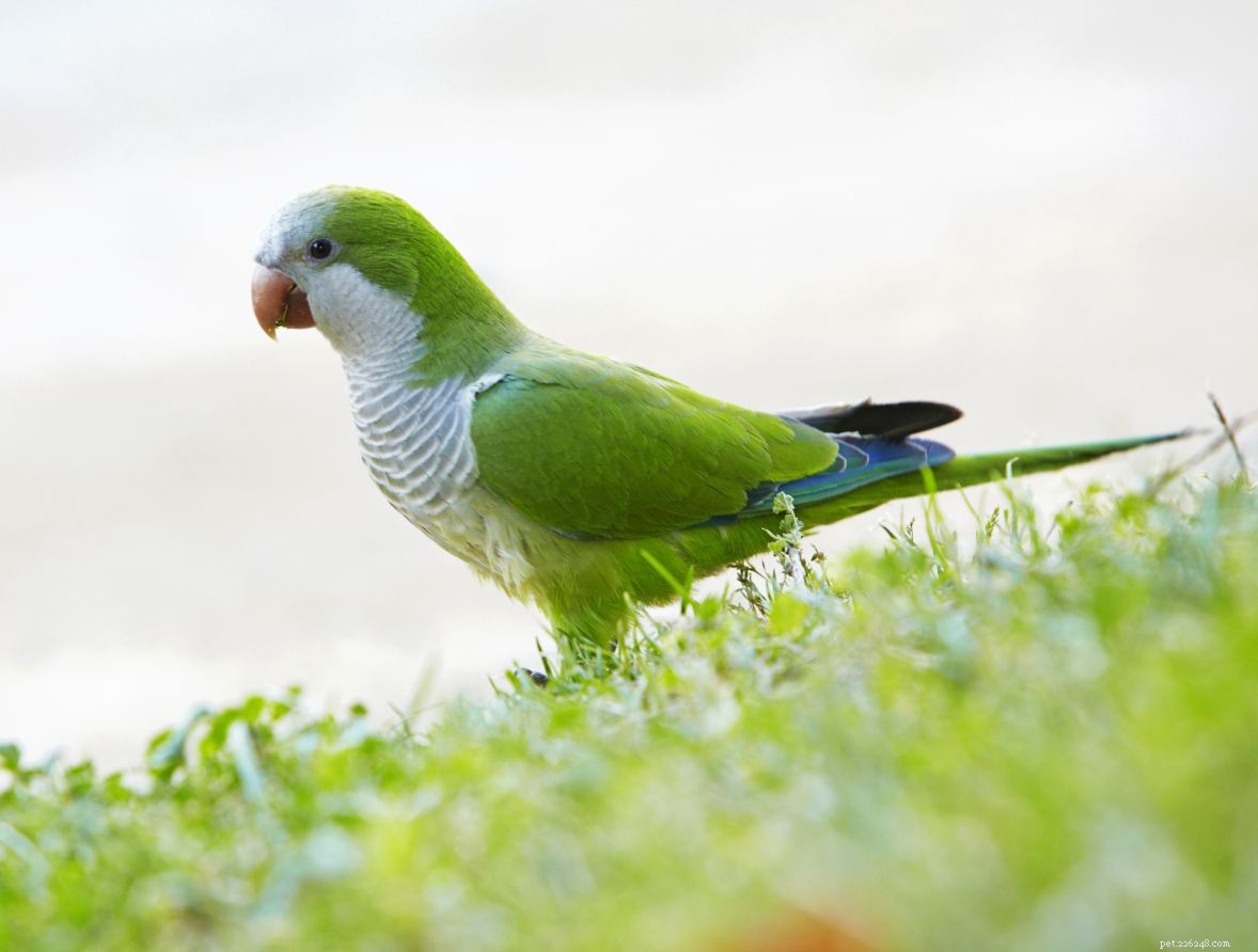 8 nejlépe mluvících papoušků