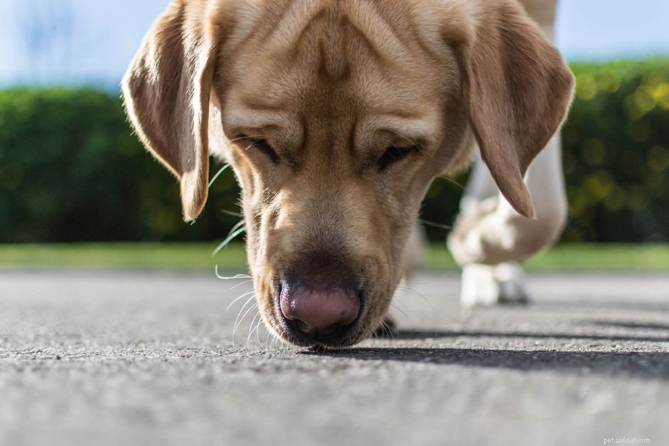 개가 산책 중에 냄새를 맡도록 해야 하는 이유
