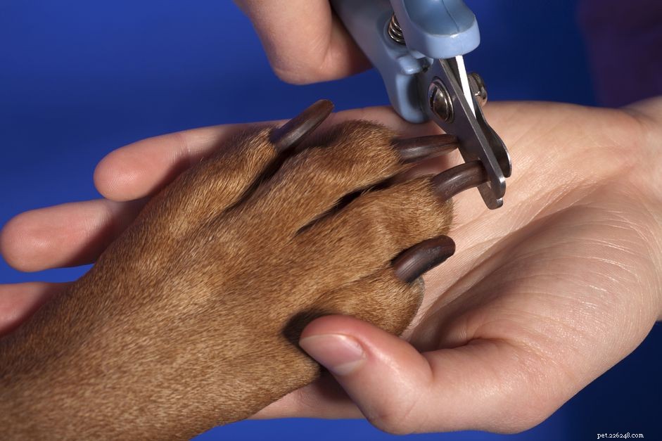 Hoe om te gaan met agressie bij honden tijdens het knippen van nagels