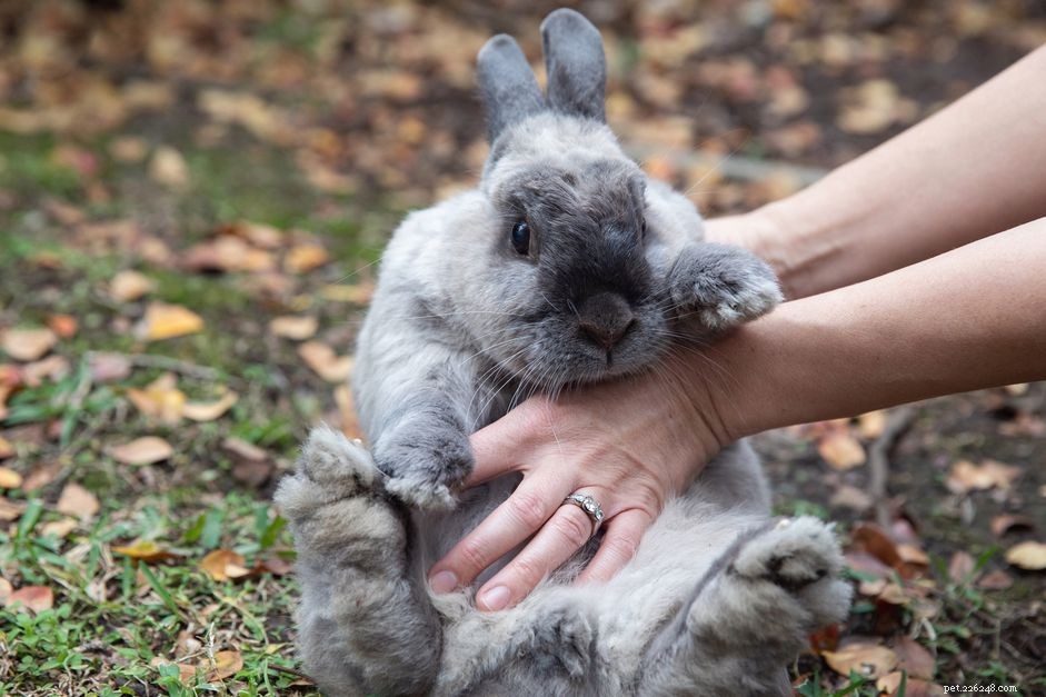 애완용 토끼를 돌보는 데 드는 비용은 얼마입니까?