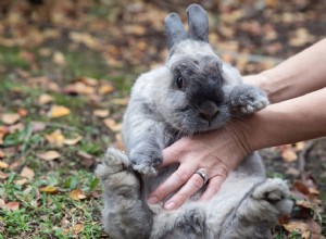 애완용 토끼를 돌보는 데 드는 비용은 얼마입니까?