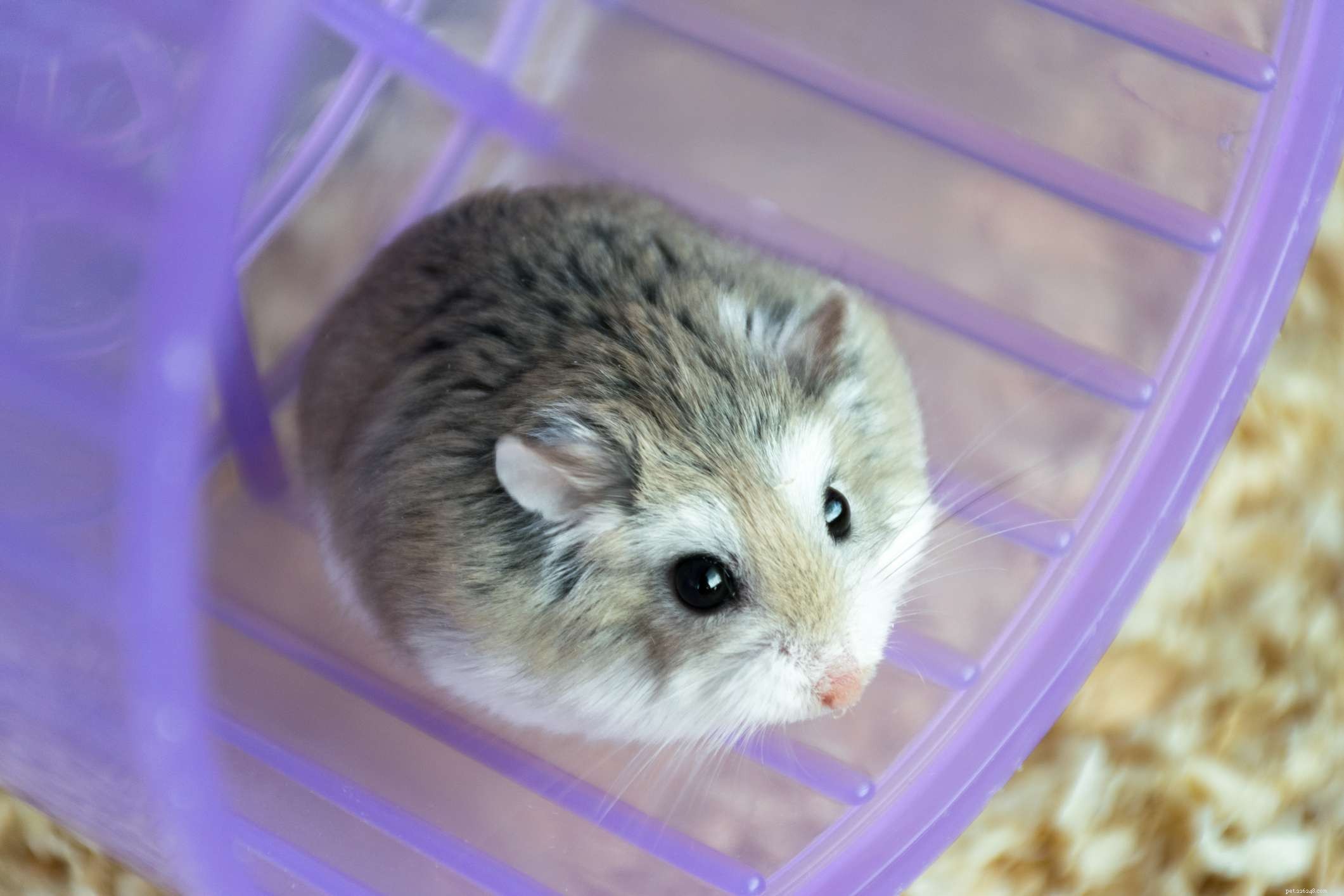 Les 5 espèces de hamster les plus populaires gardées comme animaux de compagnie