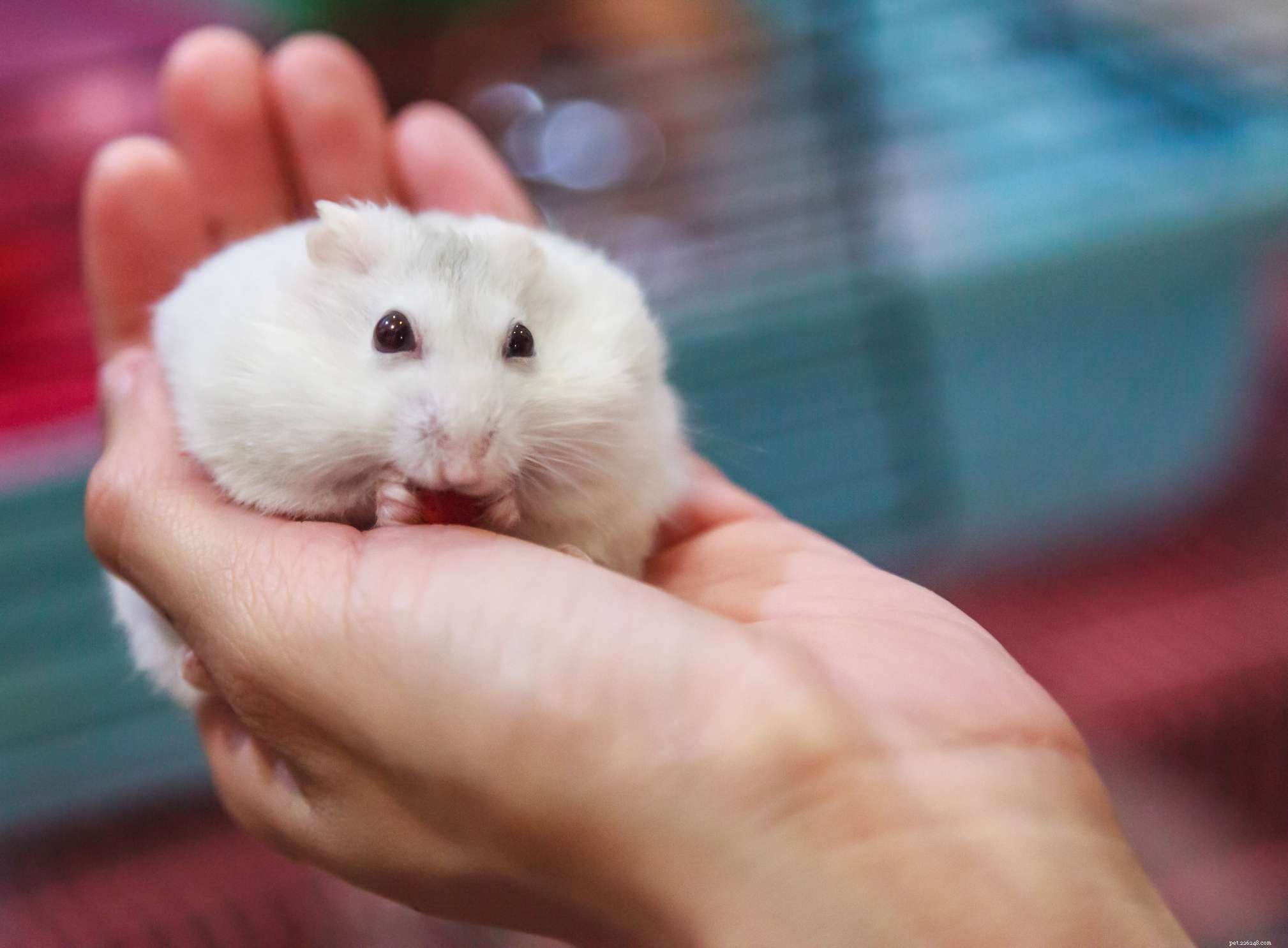 De 5 mest populära hamsterarterna som hålls som husdjur