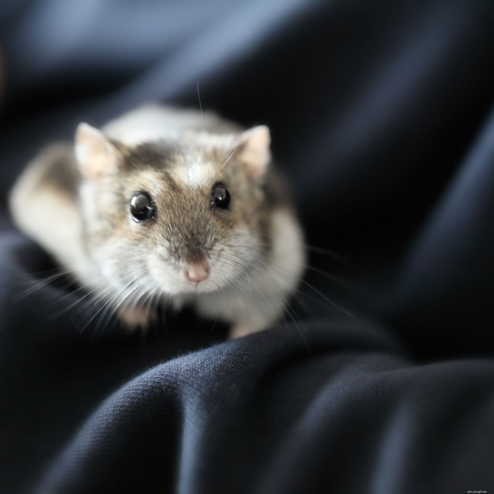 As 5 espécies de hamster mais populares mantidas como animais de estimação
