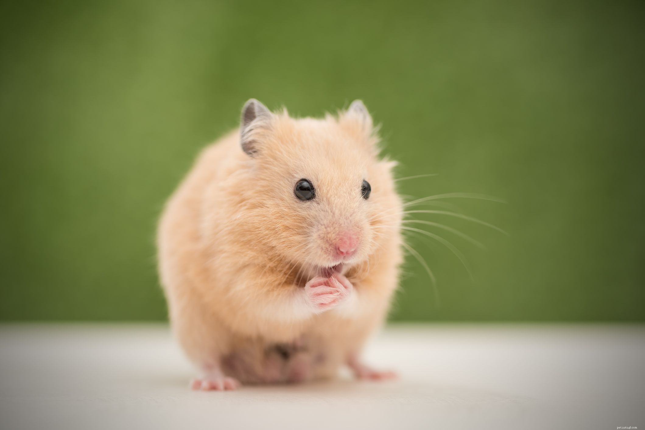 De 5 mest populära hamsterarterna som hålls som husdjur