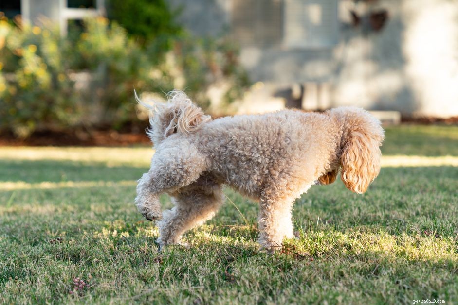 Hoe u kunt voorkomen dat hondenurine uw gras beschadigt