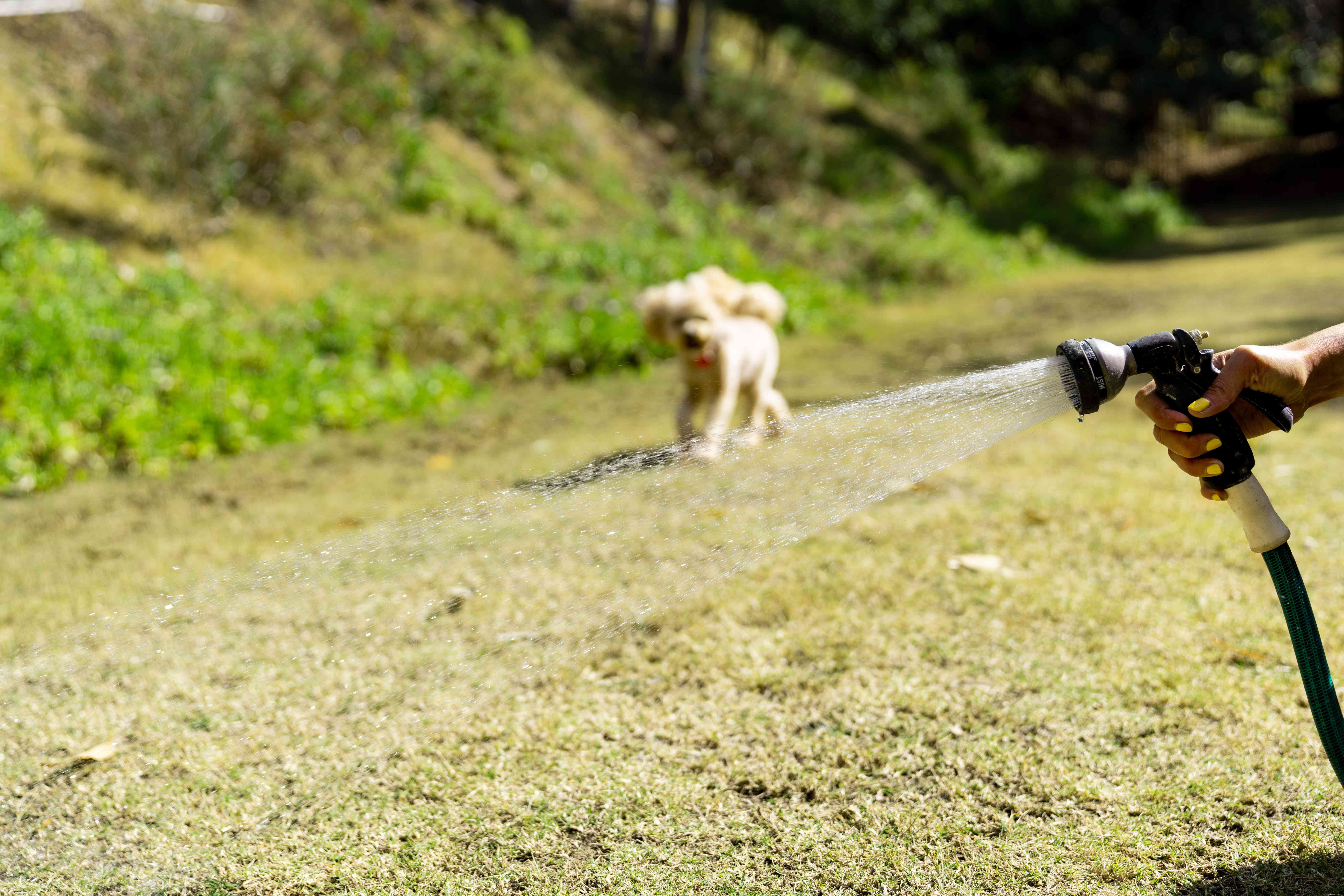 개 소변이 잔디를 손상시키는 것을 막는 방법
