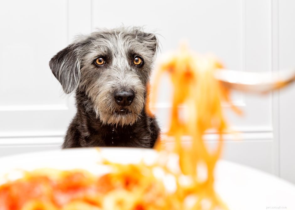 개가 파스타를 먹을 수 있습니까?