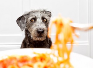 Os cães podem comer macarrão?