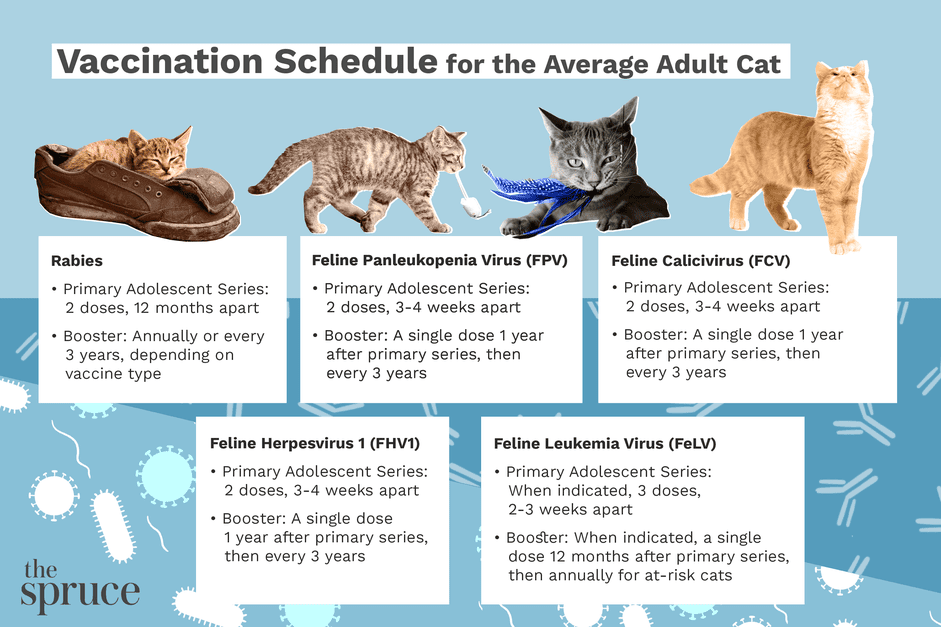 Cronograma médio de vacinação para gatos adultos