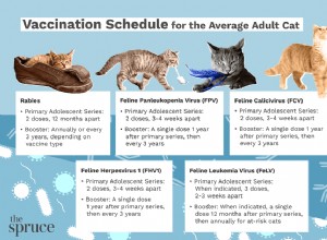 Cronograma médio de vacinação para gatos adultos