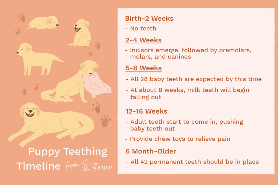 Cronologia della dentizione dei cuccioli:cosa aspettarsi