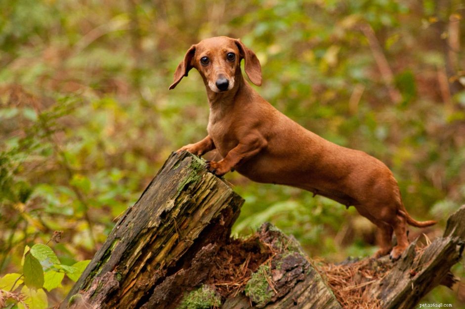 15人気の茶色の犬の品種 