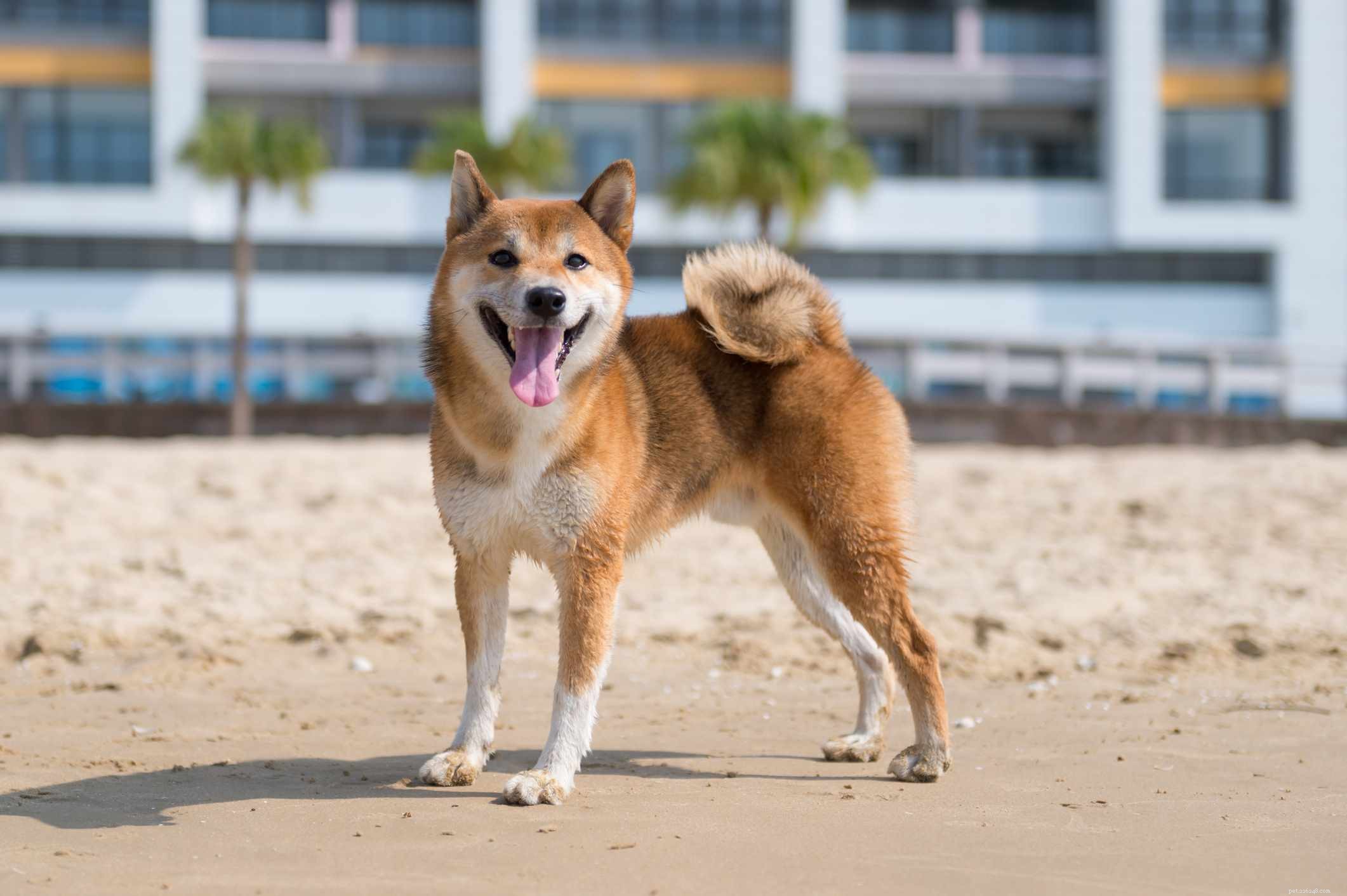 15 raças de cães marrons populares