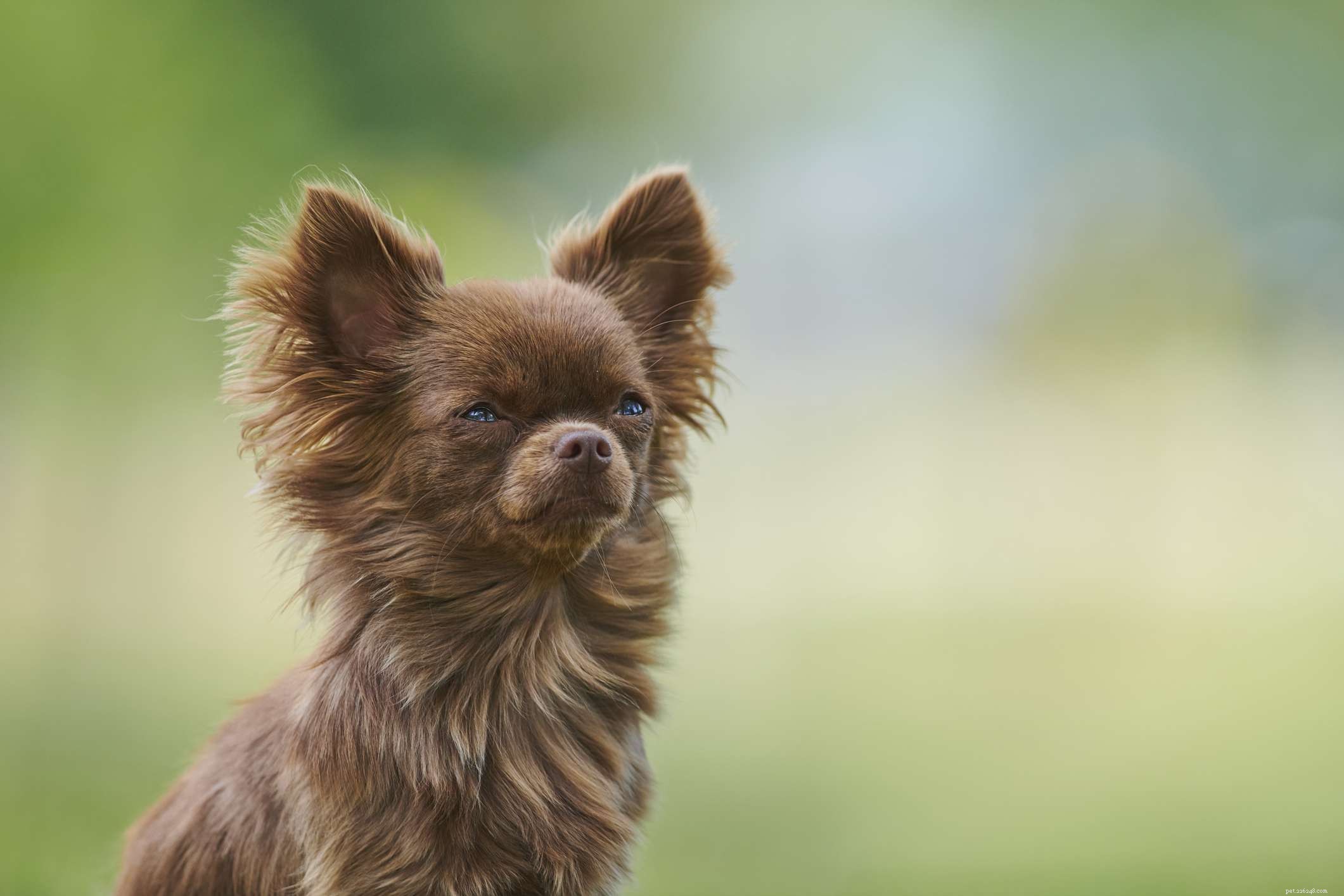 15 populära bruna hundraser