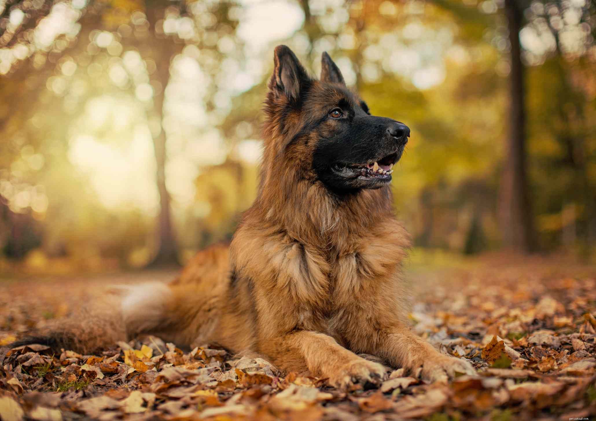 15 races populaires de chiens bruns