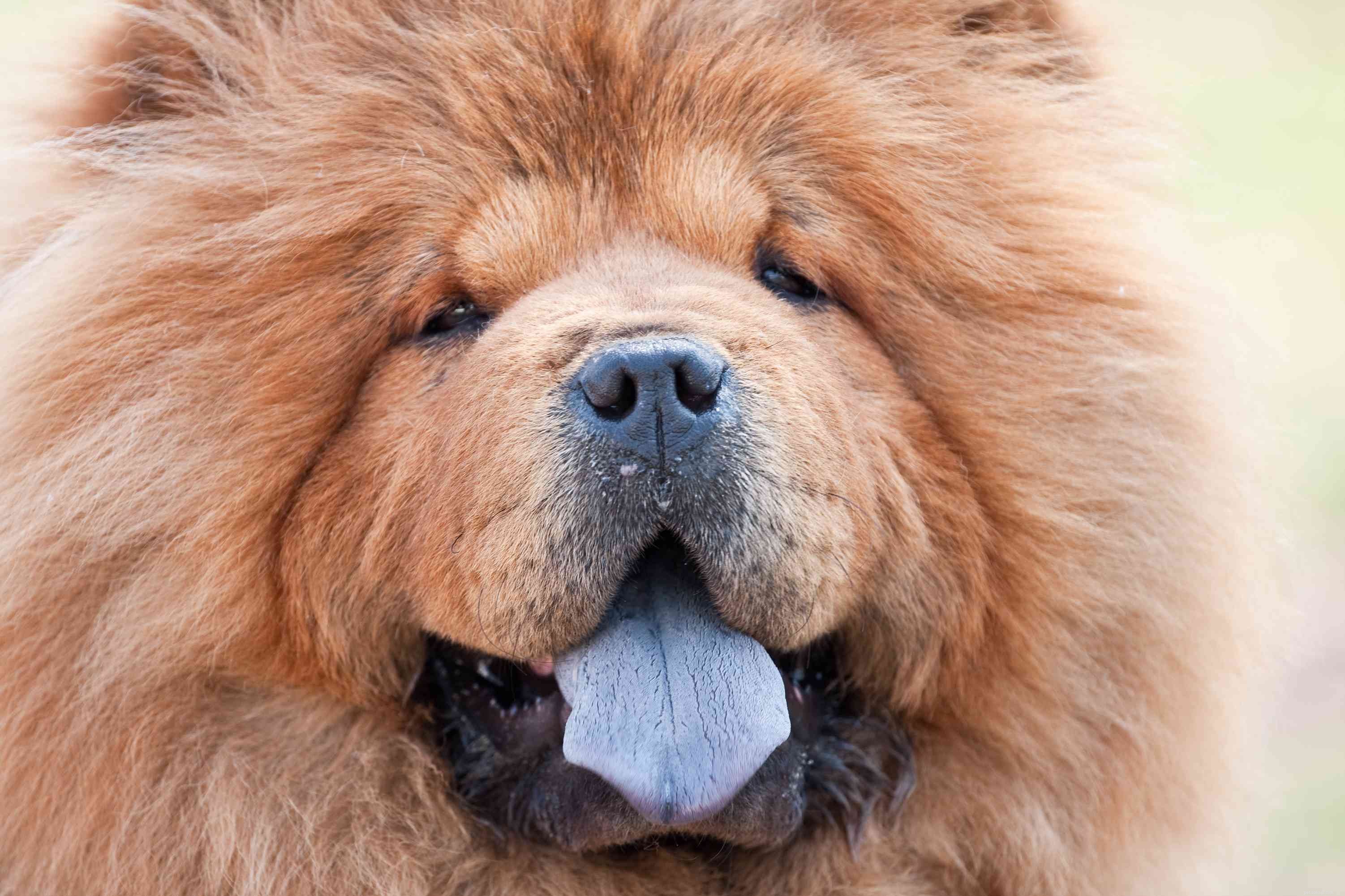 15 oblíbených hnědých plemen psů