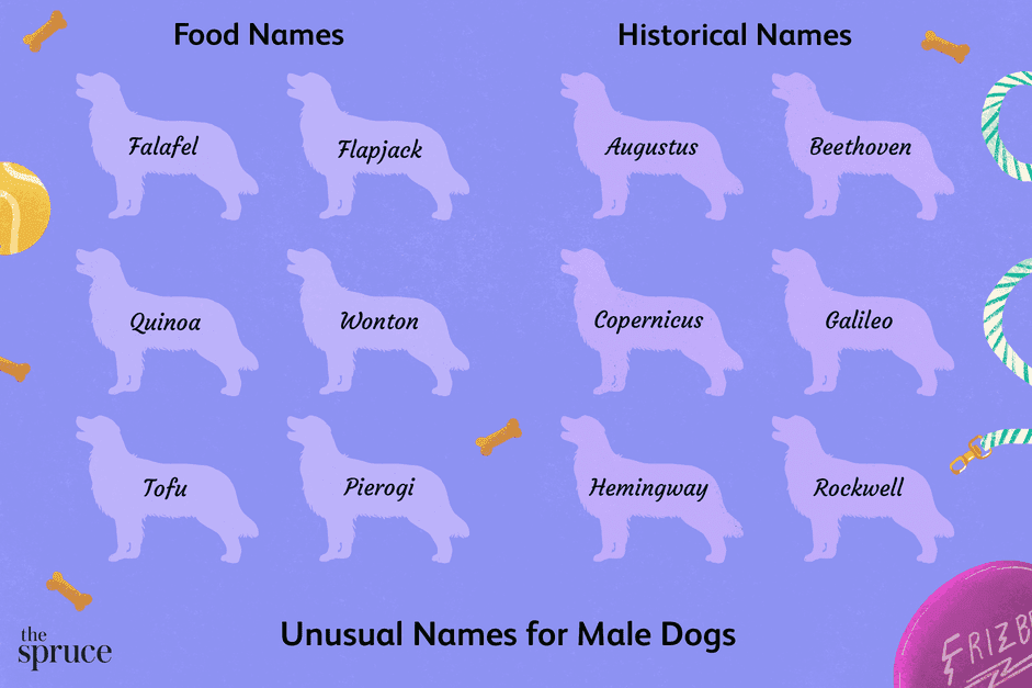 60の珍しい雄犬の名前 