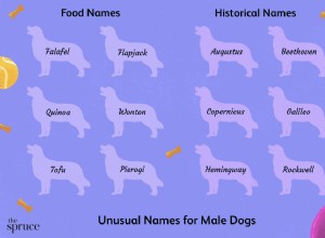 60 neobvyklých jmen psů