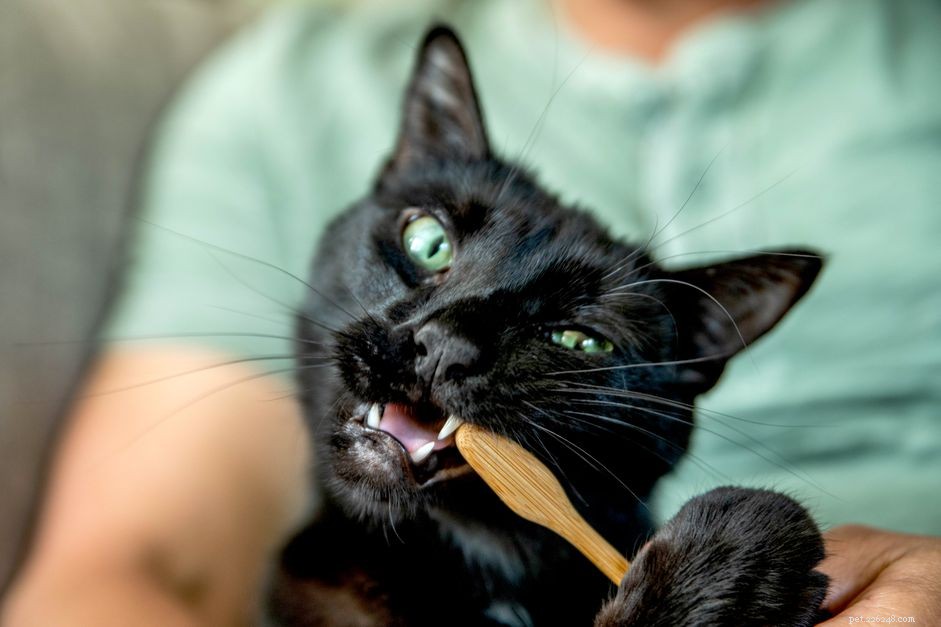 Come spazzolare i denti al tuo gatto