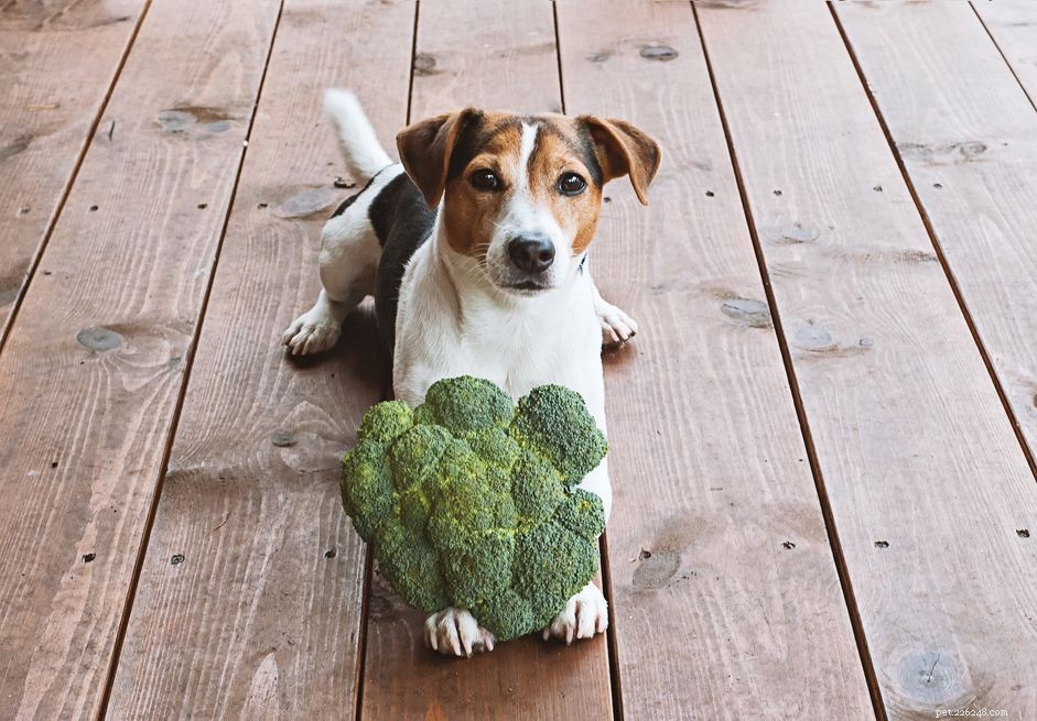 Os cães podem comer brócolis?