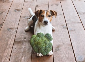 개가 브로콜리를 먹을 수 있습니까?