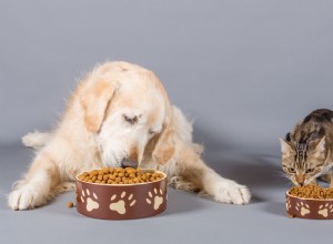 Могут ли собаки есть кошачий корм?