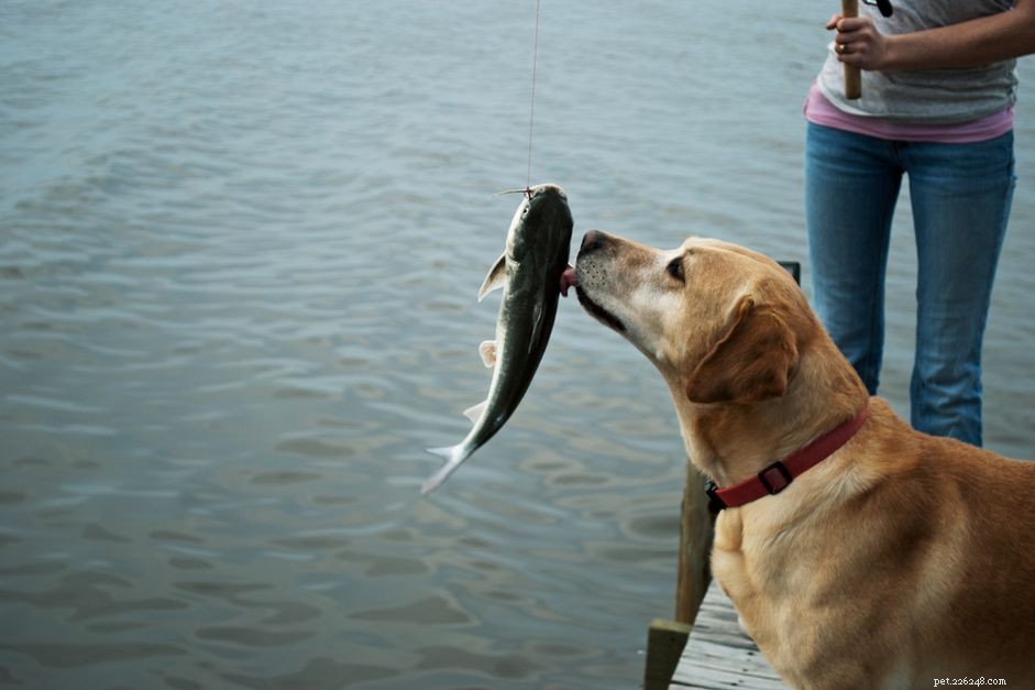 Bör hundar äta rå fisk?