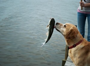 Měli by psi jíst syrové ryby?