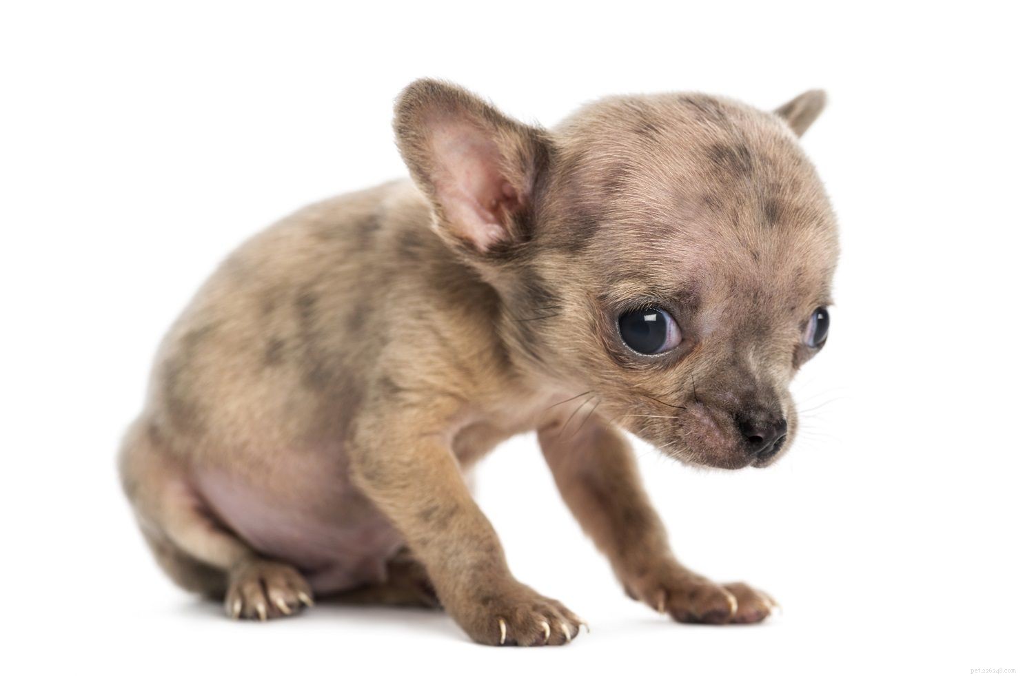 7 распространенных болезней щенков, о которых следует знать