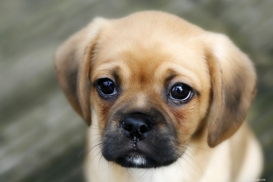 7 veelvoorkomende puppyziekten die u moet kennen