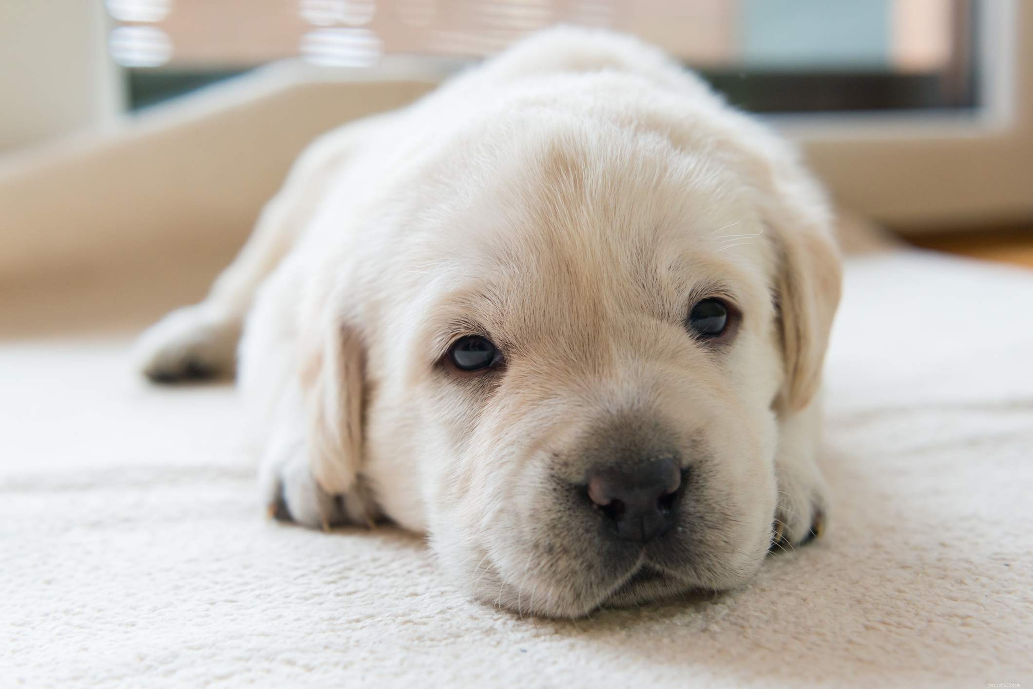 7 veelvoorkomende puppyziekten die u moet kennen
