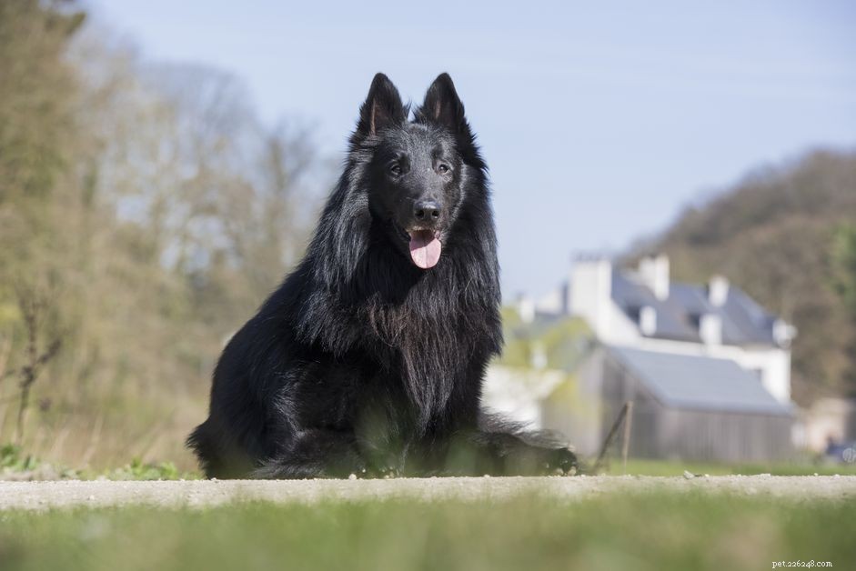 10 races de chiens populaires à pelage noir