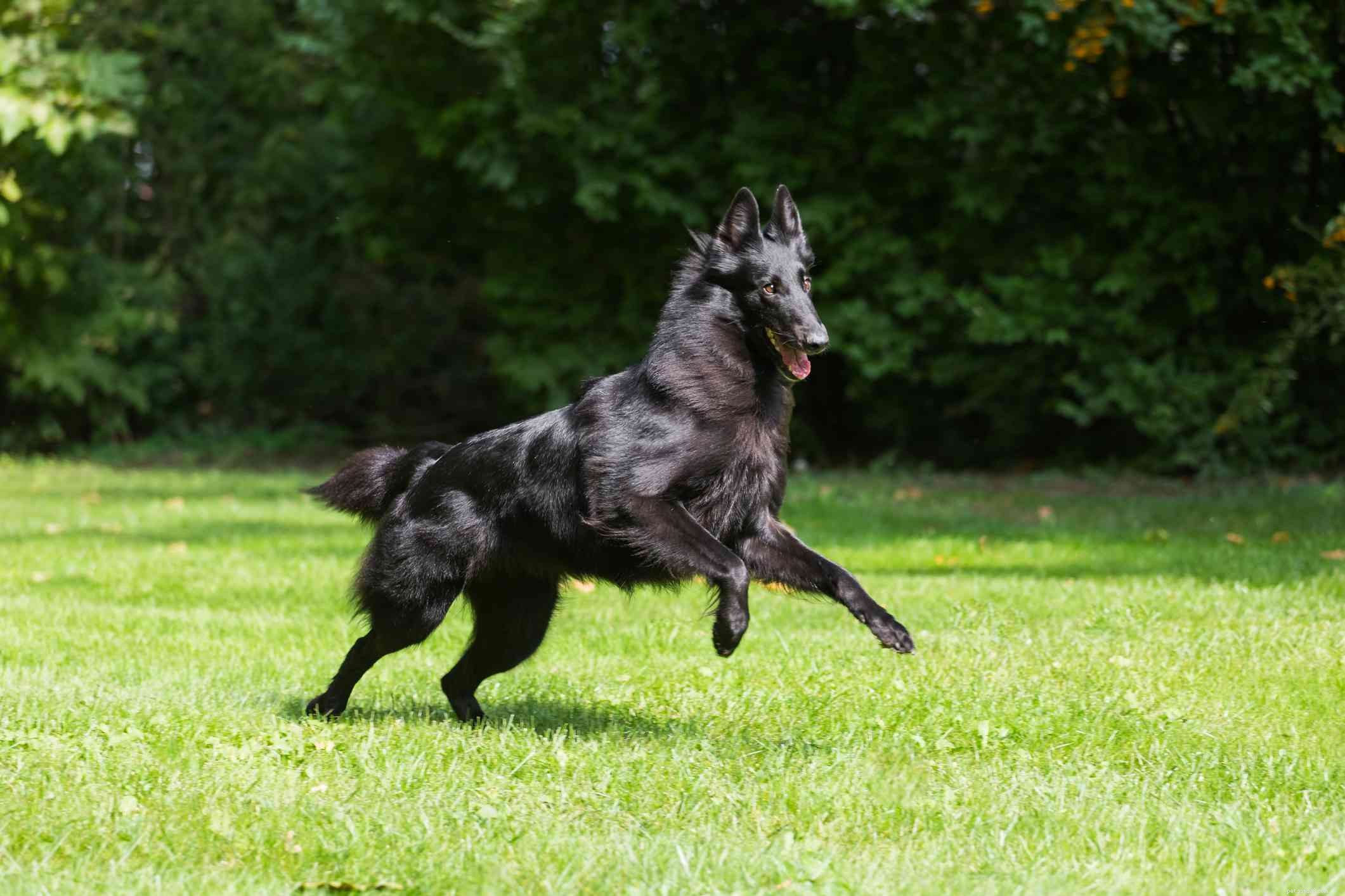 10 populära hundraser som har svart päls