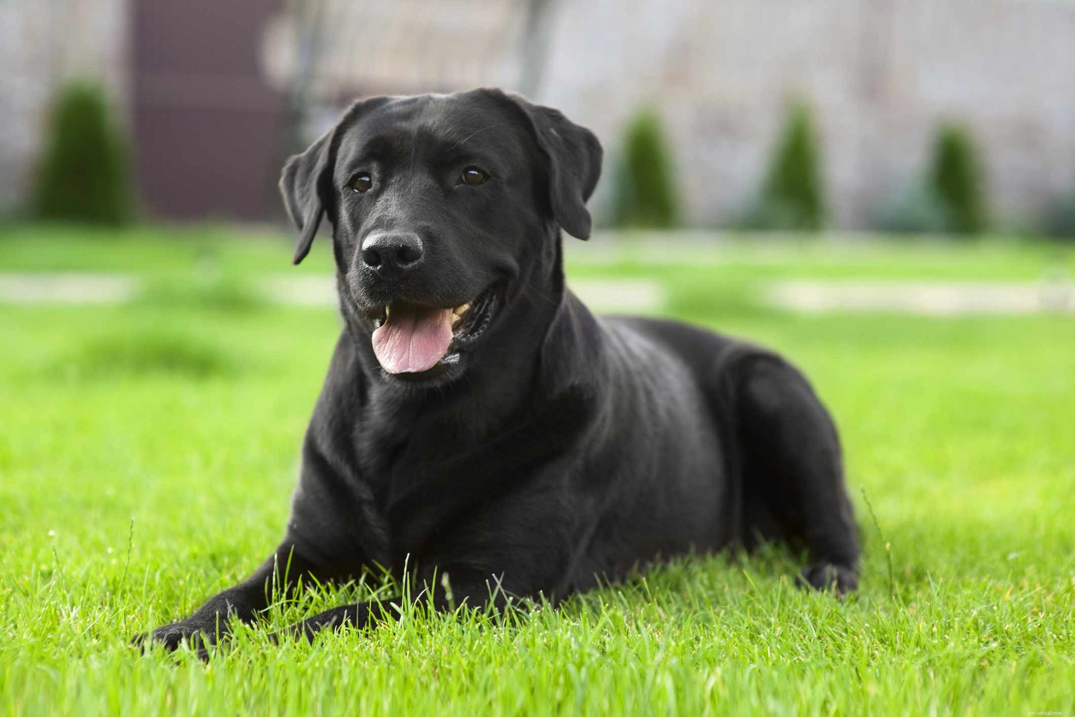 10 raças de cães populares que têm pelagem preta