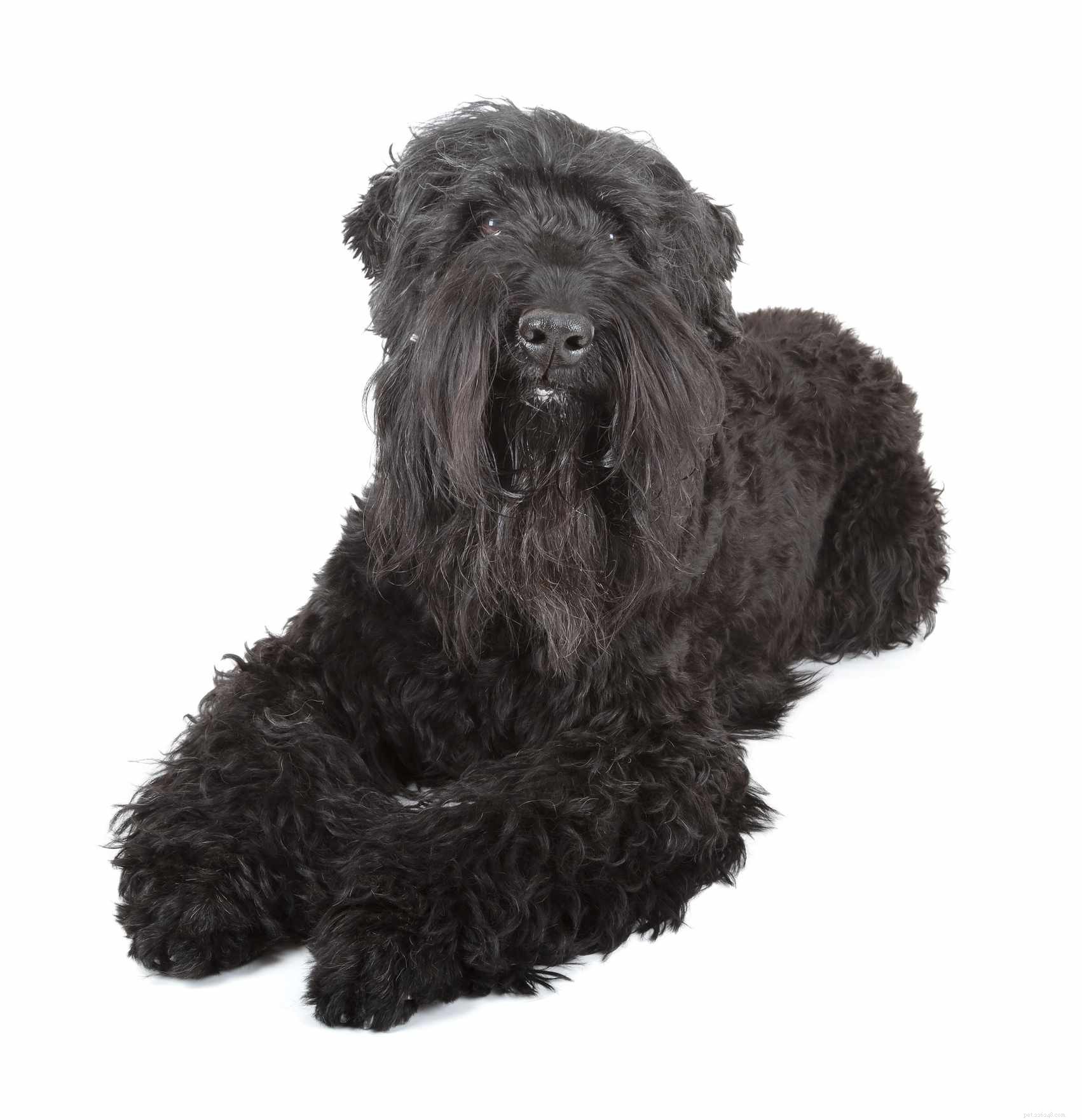 10 популярных пород собак с черным окрасом