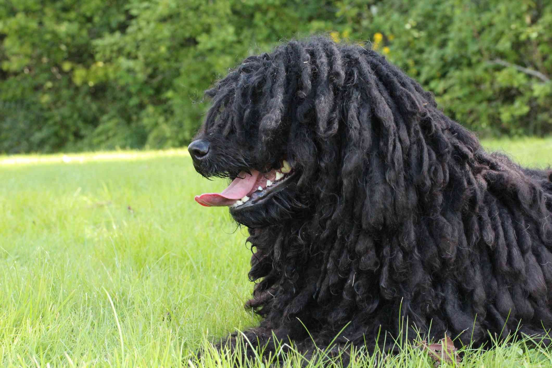10 oblíbených psích plemen, která mají černou srst
