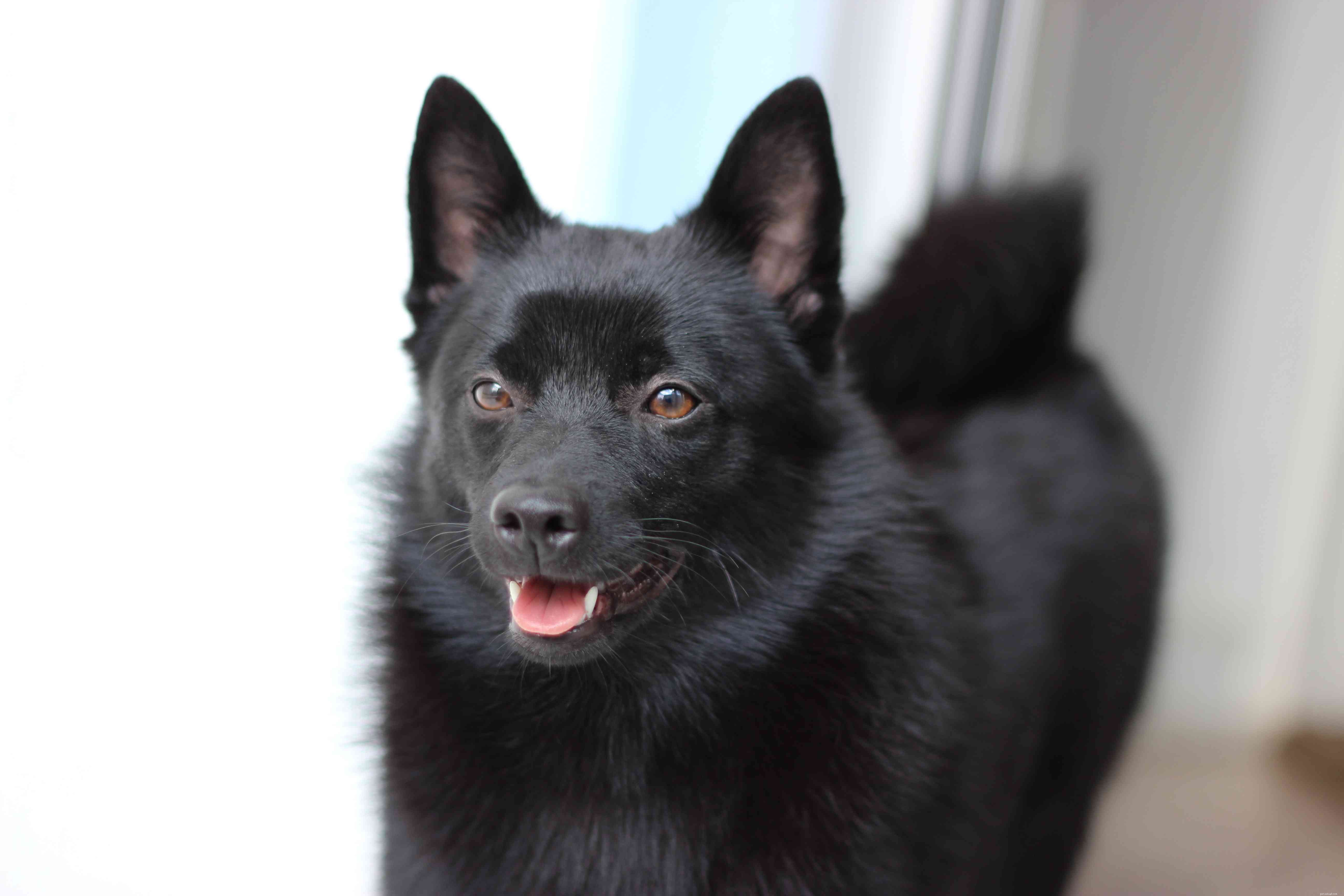 10 populaire hondenrassen met zwarte vacht