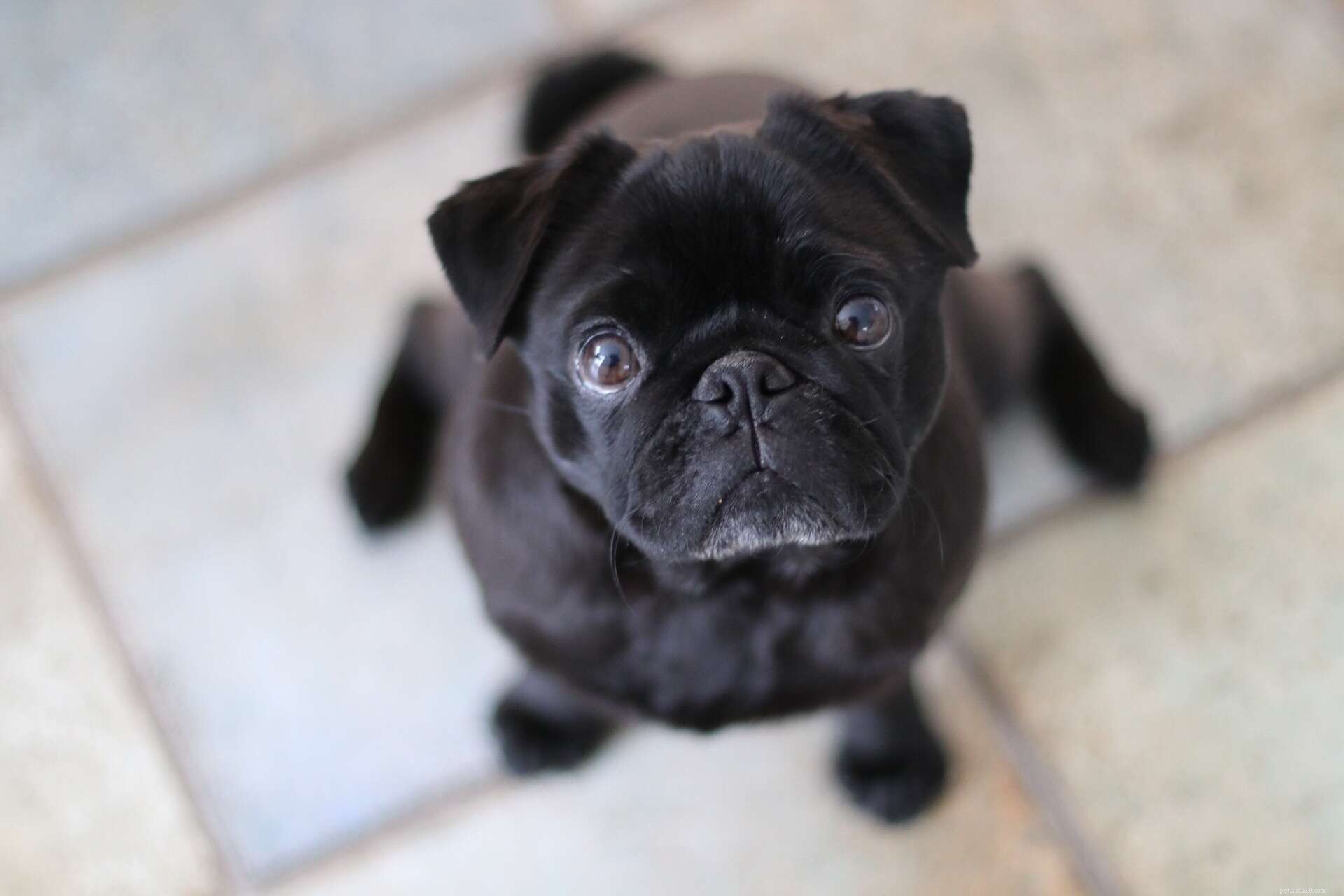 10 популярных пород собак с черным окрасом