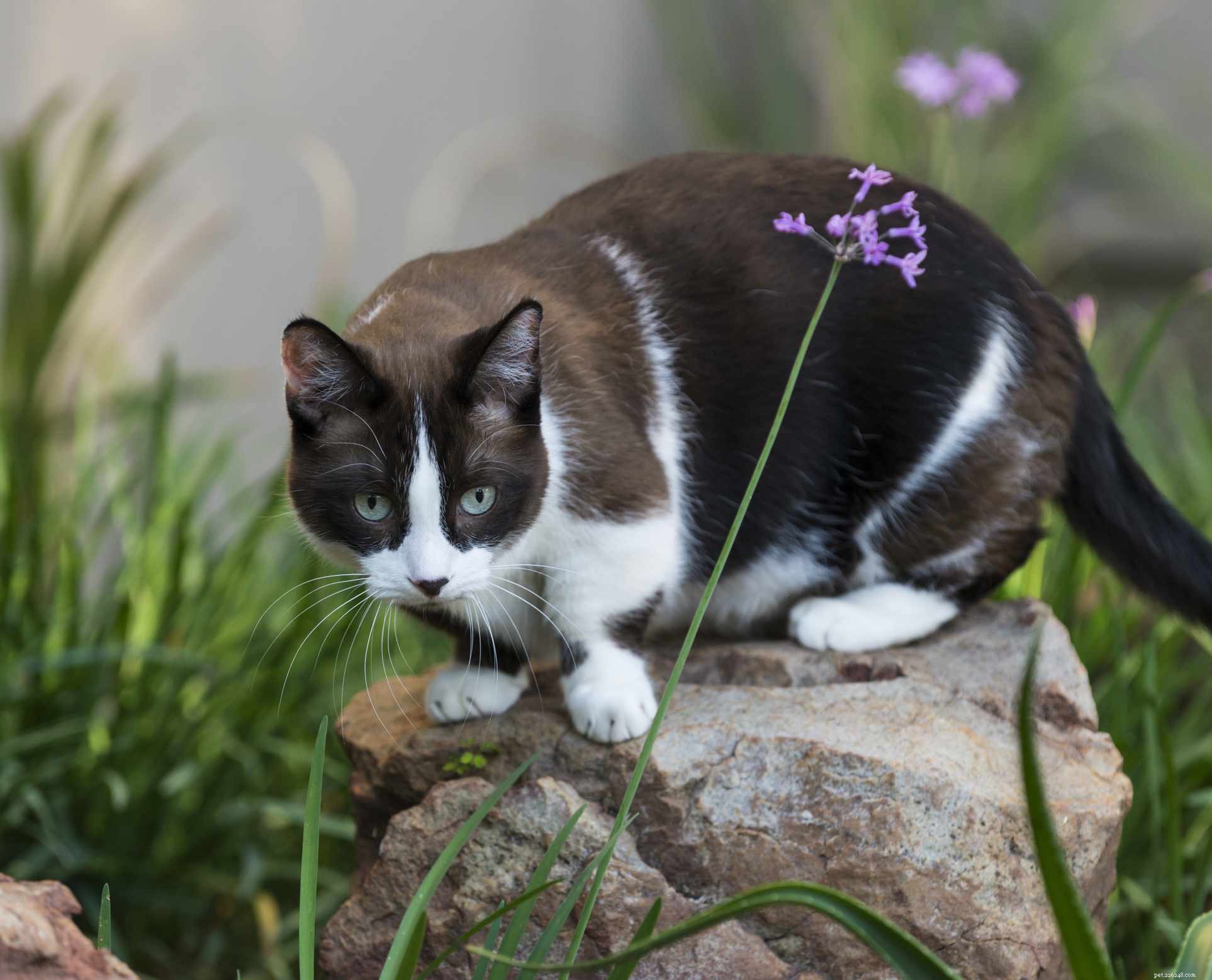 흑백으로 채색된 10가지 고양이 품종