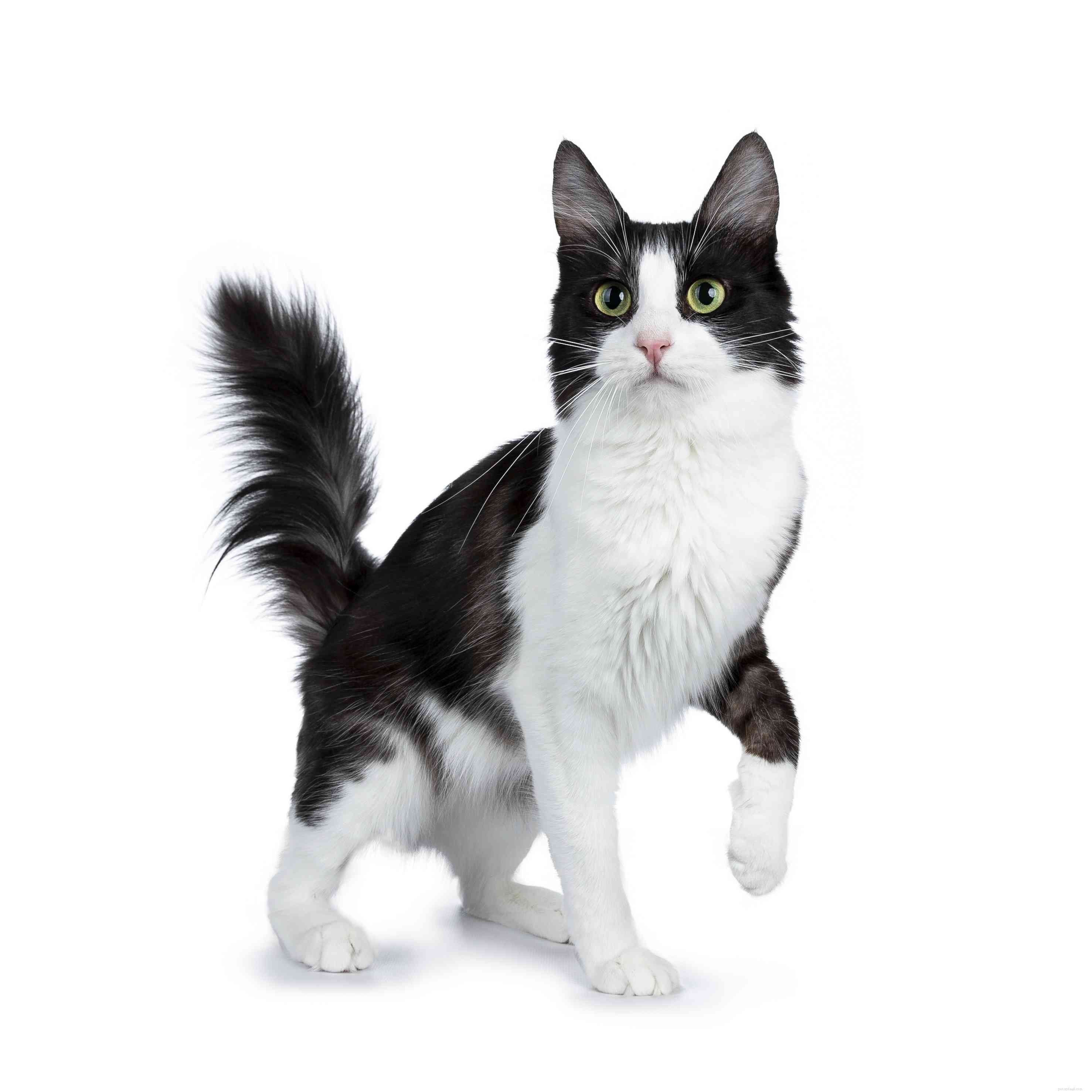 10 raças de gatos com coloração preto e branco