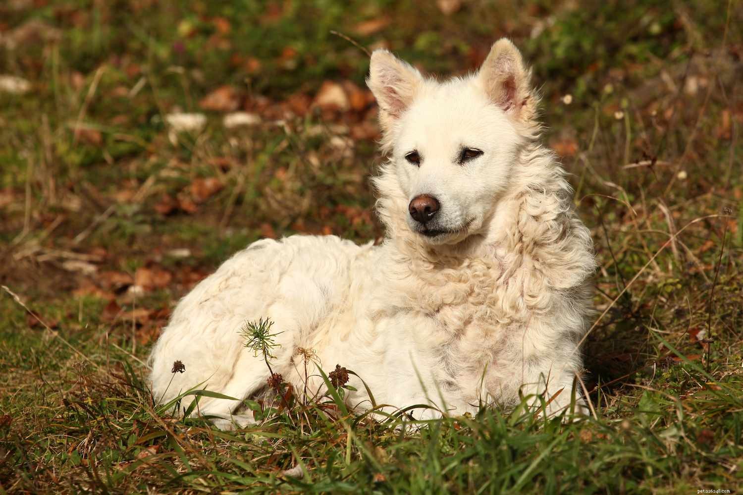 9 уникальных пород собак, выведенных в Венгрии