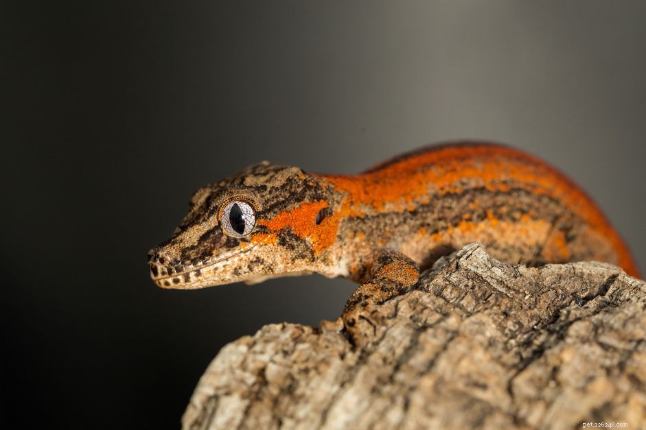 Gargoyle Gecko:profilo della specie