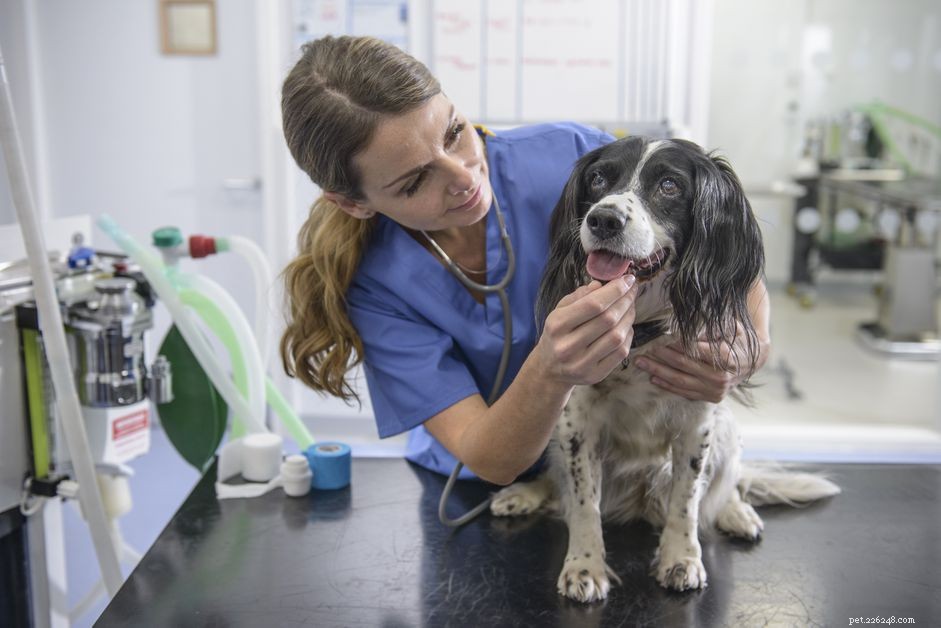 Är Acetaminophen säkert för hundar?