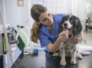 Je acetaminofen bezpečný pro psy?
